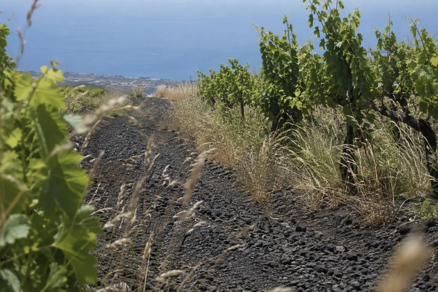 エトナの黒い火山礫の小径と葡萄畑、その先に広がる地中海