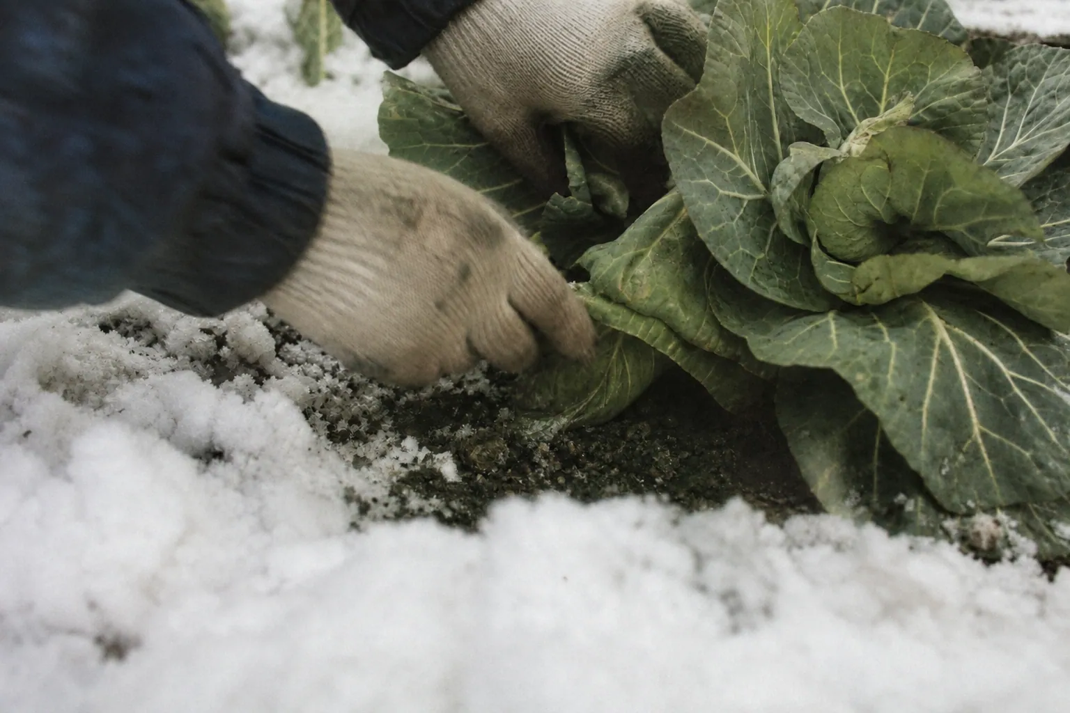 雪をよけて畑の土から冬キャベツを確かめる手