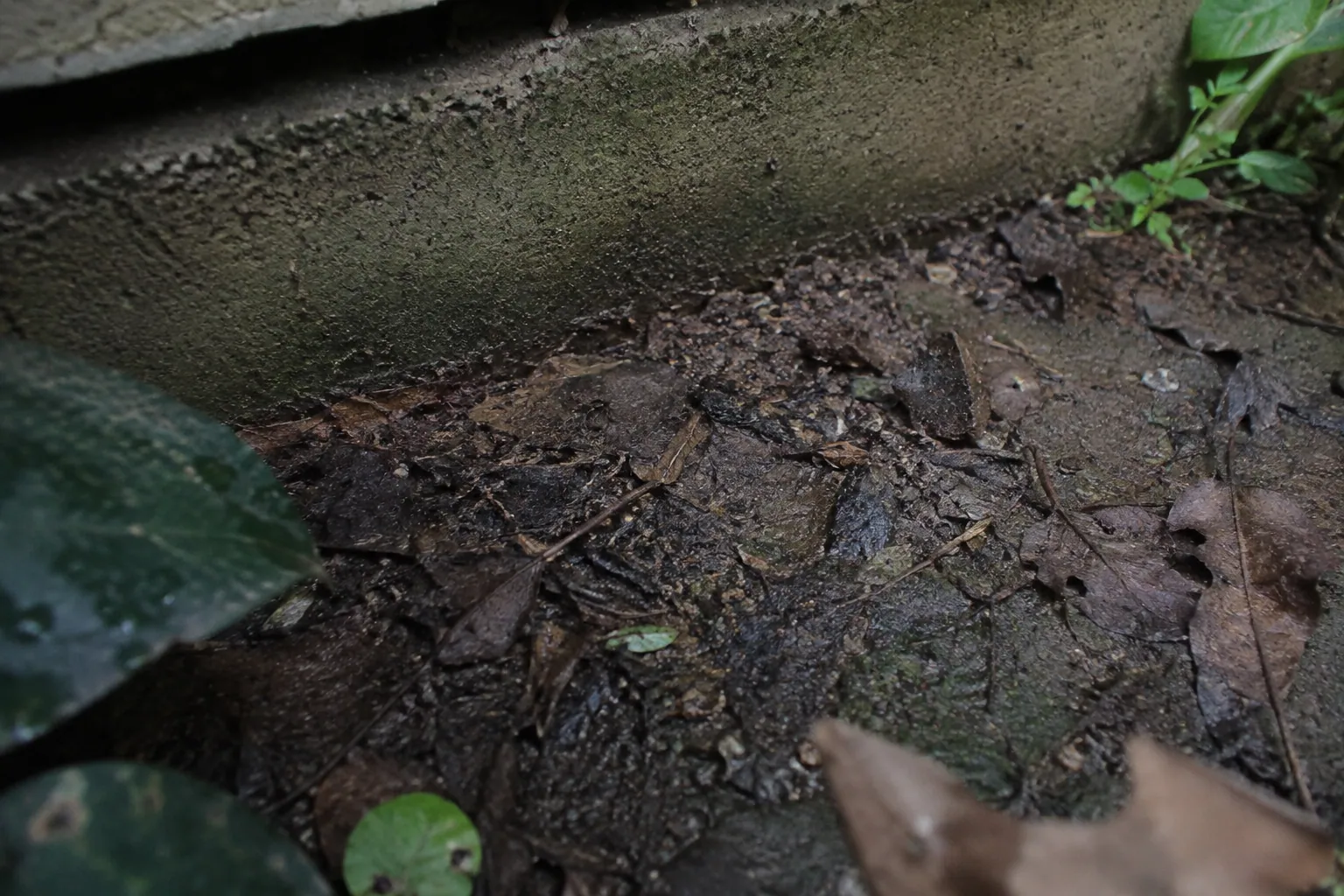 苔と落ち葉のある小さな庭で石の縁を進む蟻の列
