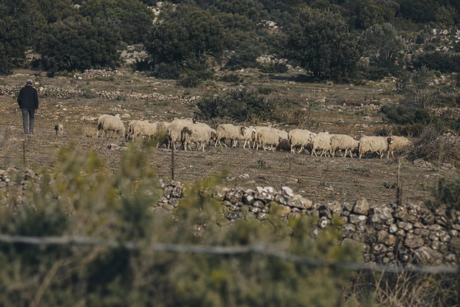 サルデーニャ内陸の石垣に囲まれた放牧地で、羊を移動させる羊飼い